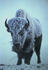 #15586 Picture of an American Bison in Fog and Snow by JVPD