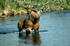 #15588 Picture of a Brown Bear (Ursus arctos) Standing in a Creek, Alaska by JVPD