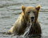 #15591 Picture of a Brown Bear (Ursus arctos) Playing and Fishing in Water by JVPD