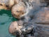 #15605 Picture of Sea Otters in Capture Pens by JVPD
