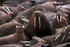 #15608 Picture of a Walrus Herd (Odobenus rosmarus) Crowding a Beach by JVPD