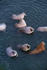 #15611 Picture of Walruses (Odobenus rosmarus) Swimming by JVPD