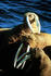 #15613 Picture of Walruses (Odobenus rosmarus) by JVPD