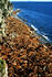 #15625 Picture of a Walrus (Odobenus rosmarus) Crowded Beach by JVPD