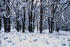 #15629 Picture of Winter in the Forest by JVPD