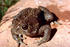 #15637 Picture of a Woodhouses Toad (Bufo woodhousii) by JVPD