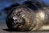 #15647 Picture of an Elephant Seal (Mirounga angustirostris) Sunning by JVPD