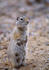 #15652 Picture of an Alert Ground Squirrel by JVPD