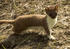 #15653 Picture of a Short-tailed Weasel (Mustela erminea) by JVPD