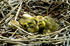 #15655 Picture of Canada Goose Gosling Chicks in a Nest With Broken Eggs by JVPD
