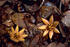 #15737 Picture of West Indian Mahogany Seedlings (Swietenia mahagoni) by JVPD