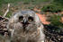 #15742 Picture of a Great Horned Owl Chick at 3 Weeks of Age by JVPD
