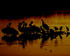 #15743 Picture of Pelicans Wading at Sunrise, J. N. Ding Darling National Wildlife Refuge by JVPD