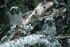 #15745 Picture of Northern Hawk Owl Chicks (Surnia ulula) by JVPD