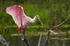 #15747 Picture of a Roseate Spoonbill (Ajaia ajaja) by JVPD