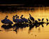 #15750 Picture of Pelicans Wading at Sunrise, J. N. Ding Darling National Wildlife Refuge by JVPD