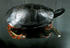 #15751 Picture of a Plymouth Red-bellied Turtle (Pseudemys rubriventris bangsi) by JVPD