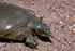 #15752 Picture of a Texas Spiny Softshell Turtle (Apalone spinifera emoryi) by JVPD