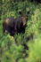 #15944 Picture of a Lone Moose in Brush by JVPD