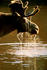 #15948 Picture of a Moose With Water Dripping Off Its Face by JVPD