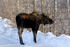 #15952 Picture of a Moose by Bare Birch Trees in Winter by JVPD