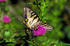 #16000 Picture of a Yellow Swallowtail Butterfly and Bee on a Thistle Flower by JVPD