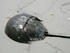 #16004 Picture of a Horseshoe Crab (Limulus polpyhemus) on a Beach by JVPD