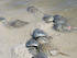 #16006 Picture of Horseshoe Crabs (Limulus polpyhemus) in Shallow Water by JVPD