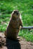 #16009 Picture of a Prairie Dog Standing Alert by JVPD