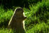 #16010 Picture of a Prairie Dog Eating Grass by JVPD