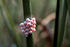 #16018 Picture of Apple Snail Eggs on a Stick by JVPD
