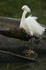 #16076 Picture of a Snowy Egret (Egretta thula) by JVPD