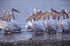 #16078 Picture of a Group of American White Pelicans (Pelecanus erythrorhynchos) by JVPD