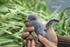 #16079 Picture of a Hand Holding a Fork-tailed Storm-Petrel Chick (Oeanodroma furcata) by JVPD