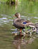 #16088 Picture of a Mallard Duck Hen at Westchester Lagoon by JVPD