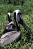 #16098 Picture of Brown Pelicans (Pelecanus occidentalis) by JVPD