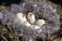 #16105 Picture of Five Numbered Eggs in a Brent Goose Nest by JVPD