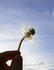 #162 Photograph of a Hand Holding a Wishy Blow Against a Blue Sky by Jamie Voetsch
