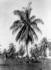 #16221 Picture of a Coconut Palm Tree Grove in Jamaica by JVPD
