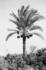 #16227 Picture of a Date Palm Tree (Phoenix dactylifera) by JVPD