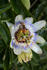 #16302 Picture of Two Bees on a Passion Flower, Collecting Pollen by Jamie Voetsch