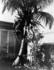 #16318 Picture of Coconuts on a Palm Tree in Cuba by JVPD