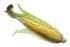 #16968 Picture of One Whole Opened Ear of Corn With Silk and Husks by JVPD