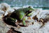 #17169 Picture of a Pine Barrens Tree Frog by JVPD