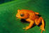 #17175 Picture of a Monte Verde Toad, Golden Toad (Bufo periglenes) by JVPD