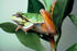 #17182 Picture of a Pine Barrens Tree Frog Perched on Green Leaves by JVPD