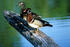 #17198 Picture of a Pair of Wood Ducks (Aix Sponsa), Male And Female) on a Log Over Water by JVPD