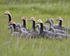 #17211 Picture of a Small Gaggle of Emperor Geese (Chen Canagica) in Tall Green Grasses by JVPD
