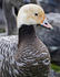 #17213 Picture of One Emperor Goose (Chen Canagica) at the Yukon Delta National Wildlife Refuge by JVPD
