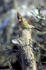 #17214 Picture of One Female Northern Cardinal (Cardinalis cardinalis) Perched on a Tree Stump by JVPD